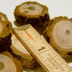 6 1 inchTree Branch Slices Small Wooden Disc Black Walnut
