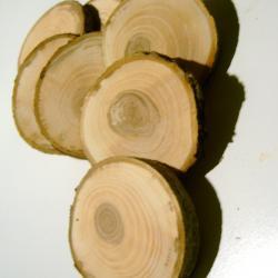 15 Tree Branch Wooden Slices 2- 3 inch Branch Pieces